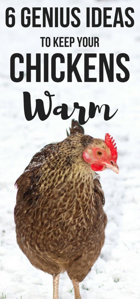 Want genius ideas to keep a chicken coop warm in winter? Here's 6 genius hacks perfect for beginner backyard chicken mamas! Urban Chicken Farming, Baby Chicks Raising, Chicken Mama, Portable Chicken Coop, Urban Chickens, Backyard Chicken Farming, Best Chicken Coop, Raising Backyard Chickens, Chicken Coop Designs