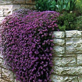 Low Ground Purple Flowers | Purple Cascading Aubrieta Ground Cover Plant Seeds - Rock Cress Fast Growing Ground Cover, Ground Cover Seeds, Small Flower Gardens, Cover Purple, Ground Covers, Ground Cover Plants, Gardening Landscaping, The Secret Garden, Yard And Garden