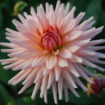 Dahlia 'Preference'; Semi-cactus type with well-shaped flowers of softest peach. Flower size 4-6" (10-15cm) Height 47" (120cm) Cottage Plants, Gardening Humor, Dahlias Garden, Cactus Types, Daisy Wedding, Moon Garden, Garden Pathway, Dahlia Flower, Rose Cottage