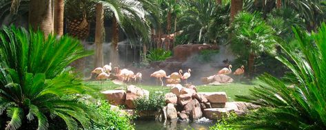 6 FUN THINGS TO DO AT THE FLAMINGO Planet Zoo Exhibit, Kid Friendly Las Vegas, Flamingo Habitat, Best Las Vegas Hotels, Zoo Decor, Zoo Exhibit, Flamingo Las Vegas, Free Family Activities, Planet Zoo Inspiration