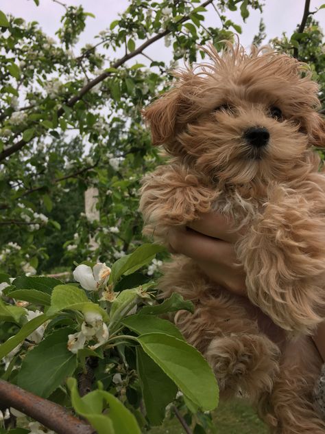 #maltipoo #maltese #poodle #ducky #cream #puppy #tiny #teacup Maltese Brown, Brown Maltese, Mini Maltese, Maltese Poodle, Floral Perfume, Dream Dog, Maltese Dogs, Teacup Puppies, 2025 Vision