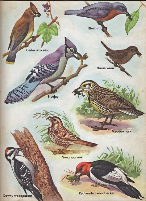 North American Birds, North American Animals, American Birds, Bird Identification, Audubon Birds, Woodland Critters, Birds Art, Bird Book, Bird Poster