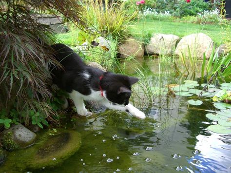 Water, White, Black