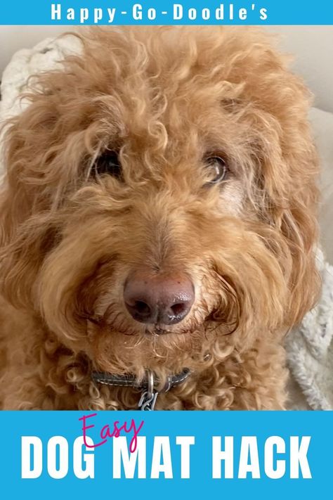 Doodle Grooming Tips, Golden Doodle Hair Care, Dog Matted Hair Tips, Dematting Dog Hair, How To Groom A Labradoodle At Home, How To Demat Dog Hair, How To Remove Matted Dog Hair, How To Get Mats Out Of Dog Hair, Dematting Dog Diy