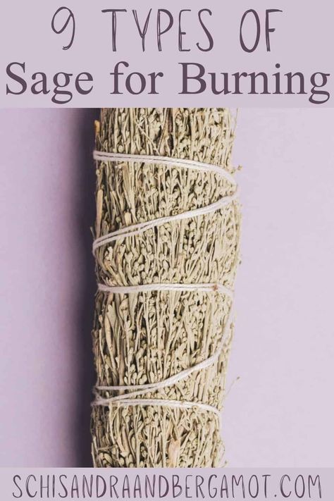 Sage Herbal Remedies, Different Smudge Sticks Meaning, Garden Sage Uses, Sage Types And Uses, Types Of Smudge Sticks, Diy Sage Smudge Sticks How To Make, Types Of Sage For Smudging, Making Sage Bundles, Wild Sage Plant