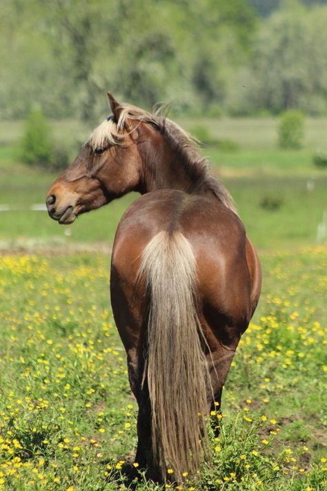 Luckylou Arramys Etoile*Silver AKA Star Silver bay Canadian Horse Owned by Kristina Eckert Located at Reindance Canadian Horse Farm (Oregon) Star is one of the last silver bay Canadian Horses in the world. The Canadian Horse is an endangered breed, with a small color scheme as well. Canadian Horse Breed, Silver Bay Horse, Horse Colours, Canadian Horse, Horse Custom, Horse Reference, Silver Bay, Horse Heads, Pony Breeds