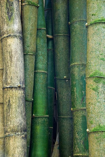 Shades of green. Bamboo From "the poetry of material things" Green Bamboo, Green Inspiration, Set Sofa, Dark Green Aesthetic, Soyut Sanat Tabloları, Aesthetic Colors, Green Nature, Patterns In Nature, Diy Backyard