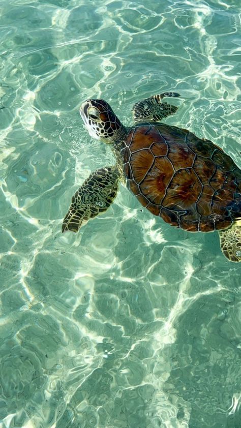 Sea Turtle Wallpaper, Sea Turtle Pictures, Turtle Wallpaper, Turtle Sea, Cute Summer Wallpapers, Beautiful Ocean Pictures, Beautiful Sea Creatures, Ocean Pictures, Pretty Landscapes