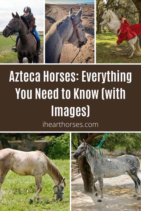 Get to know the majestic Azteca Horses! All the need-to-know facts on the breed and stunning pictures. Let's explore together! Azteca Horse, Aztec Horse, Herding Cattle, Appaloosa Horse, American Quarter Horse, Appaloosa Horses, Appaloosa, Quarter Horse, Horse Pictures