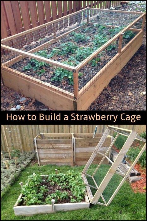 Vegetable Garden Beds, Strawberry Garden, Plants Growing, Diy Raised Garden, Raised Garden Beds Diy, Garden Types, Home Vegetable Garden, Garden Yard Ideas, Vegetable Garden Design