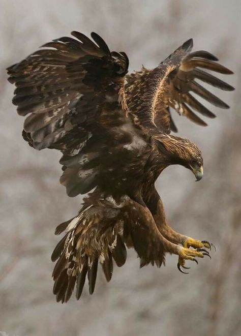 Bird Of Prey Tattoo, Aigle Royal, Raptors Bird, Eagle Pictures, Golden Eagle, Art Pics, The Eagles, An Eagle, All Birds