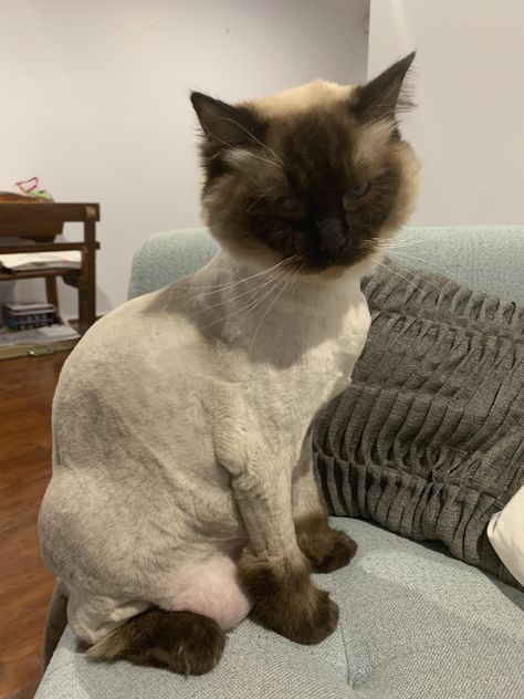 Shaved and summer body ready Shaved Cats Ideas, Shaved Cat, Half Shaved, Feline Animals, Pets Funny, Pixie Bob, Summer Body, Cats Cute, Cat Pet