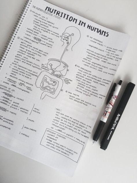 studyingteas: notes on nutrition in humans!! Nutrition Biology Notes, Nutrition Student Notes, Nutrition School, Studying Nutrition Aesthetic, Nutrition Notes Aesthetic, Dietetics Student Aesthetic, Nutrition Student Aesthetic, Nutrition Notes, Dietitian Aesthetic