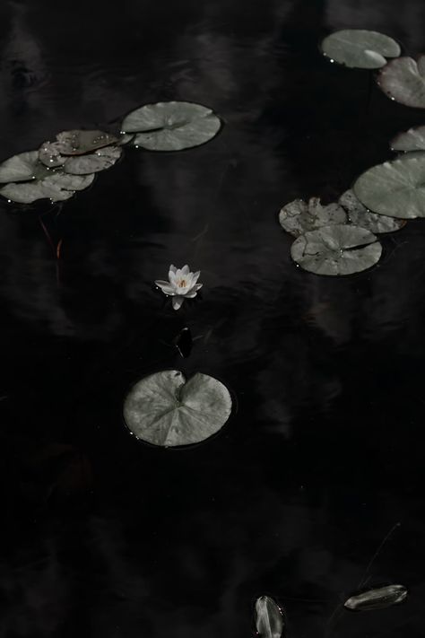 white lotus flower on water photo – Free Jaunkalsnava Image on Unsplash Lotus Aesthetic, Dark Lotus, Lilly Pond, White Lotus Flower, Dark Feeds, Water Photo, Water Aesthetic, Dark Flowers, White Lotus