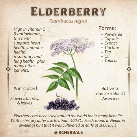 Apothecary Book, Witchy Recipes, Elderberry Plant, Purple Berries, Herbal Education, Herbal Remedies Recipes, Medicinal Herbs Garden, Medical Herbs, Healing Remedies