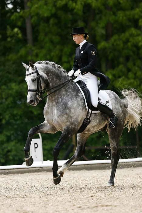 Warendorf 2006 Christin Schütte Schuette                                                                                                                                                                                 More Dresagge Horse, Grey Dressage Horse, Dapple Grey Horses, Grey Horses, Equestrian Dressage, Horse Dressage, Grey Horse, Dressage Horses, Horse Equestrian