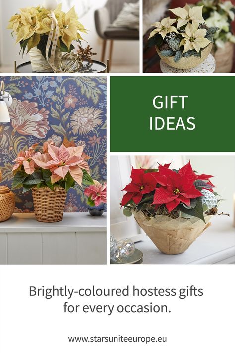 Wondering if poinsettia plants make a great gift idea? The obvious answer is YES! As one of the most popular winter flowering plants, with a huge range of colours, growth habits and sizes, planted poinsettia arrangements are great to gift during the winter months. #gift #giftideas #decor #decoration #homedecor #interiordesign #decoracion #decorideas #decorlovers #decoraçãodeinteriores #decoracioninteriores #decorando #decoración #decorhome Plant As A Gift, Red Wood Stain, Winter Flowering Plants, Golden Bowl, Poinsettia Plant, Giving Flowers, Diy Bowl, Decorative Basket, Pre Christmas