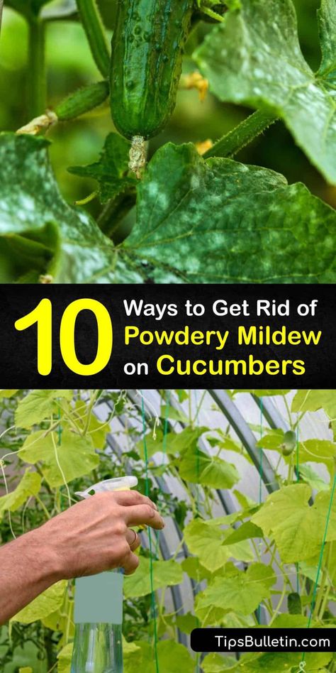 Explore ways to remove powdery mildew fungi and powdery mildew spores from your plant. Use neem oil fungicide, baking soda, vinegar, milk, and more to treat the infected leaf and restore your plant to health. #getridof #powdery #mildew #cucumbers How To Get Rid Of Powdery Mildew On Plants, Cucumber Plant Problems, Powdery Mildew Spray, Powdery Mildew On Plants, Cucumber Gardening, Zucchini Plants, Squash Plant, Baking Soda Benefits, Cucumber Trellis