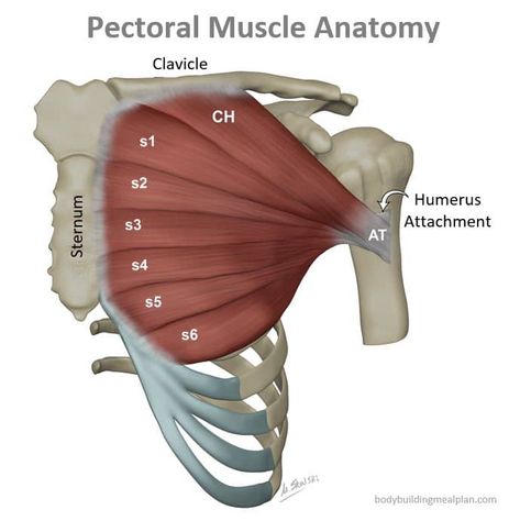 Pectoral Muscle Anatomy Pectoral Muscles Anatomy, Pectoral Region Anatomy, Chest Muscles Anatomy, Chest Anatomy, Human Muscle Anatomy, Chest Press, Pectoral Muscles, Anatomy Models, Human Body Anatomy