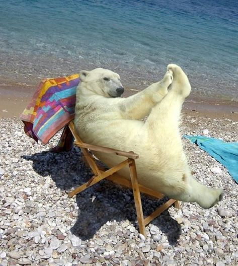 polar bear sunbathing Funny Bears, Bear Pictures, Love Bear, Silly Animals, Cute Animal Pictures, Cute Bears, 귀여운 동물, Cute Funny Animals, Animals Friends