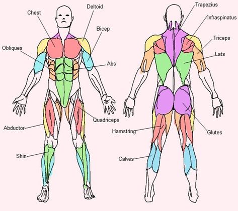 body Muscular System For Kids, Human Body Muscles, Body Muscle Anatomy, Muscular System Anatomy, Muscle Diagram, Human Muscle Anatomy, Human Body Anatomy, Yoga Beginners, Muscular System