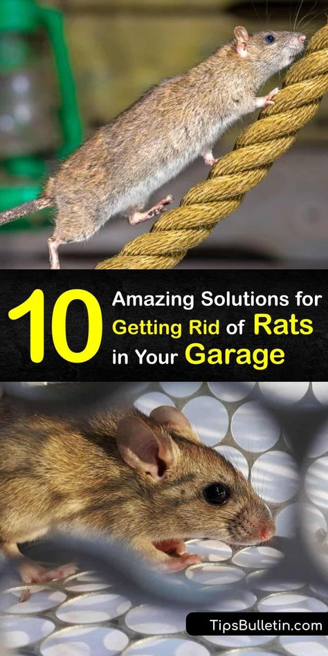 Rodent Repellent Essential Oils, Rat Traps That Work, Rat Deterrent, Homemade Rat Poison, Natural Rat Repellent, Household Bugs, Get Rid Of Rats, Killing Rats, Roof Rats