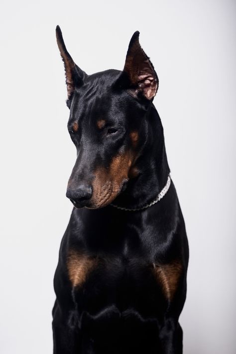 Doberman | European Doberman | aesthetic | dogs of Pinterest | Doberman Pics| Doberman Wallpaper Snarling Doberman, Black Doberman Aesthetic, Doberman Side Profile, Doberman Profile, Angry Doberman, Doberman Wallpaper, Doberman Pictures, Doberman Aesthetic, American Doberman