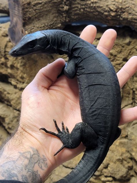 Black Dragon Monitor, Black Monitor Lizard, Black Lizard, Asian Monitor Lizard, Asian Water Monitor, Water Monitor, Monitor Lizard, Reptile Room, Pet Breeds