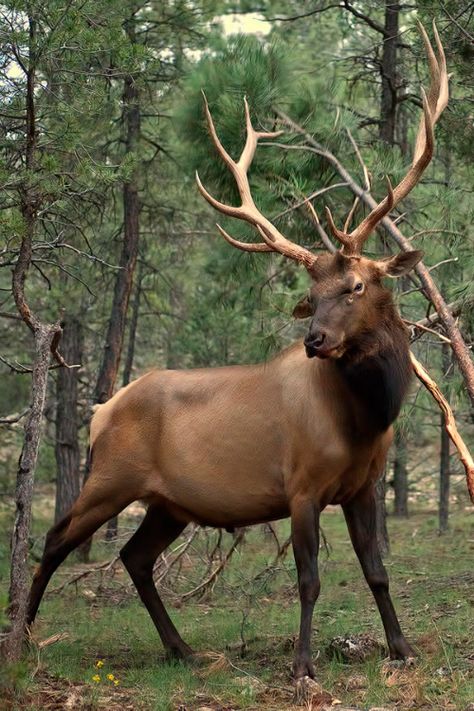 ~* Proud King *~ Bugling Elk, Elk Art, Elk Photo, Elk Head, Male Deer, Regnul Animal, Bull Elk, Wild Kingdom, Elk Antlers