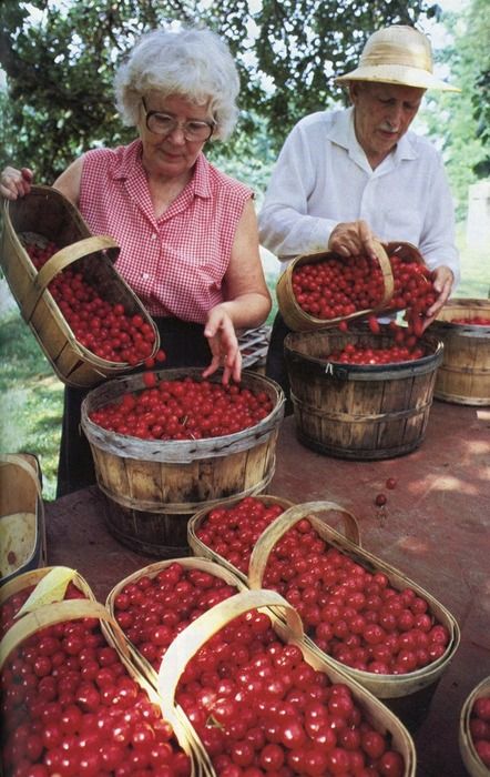 cherries Cherry Farm, Cherry Picking, Cherries Jubilee, Farm Food, Valentines Day Food, Natural Diet, Garden Veggies, Down On The Farm, My Future