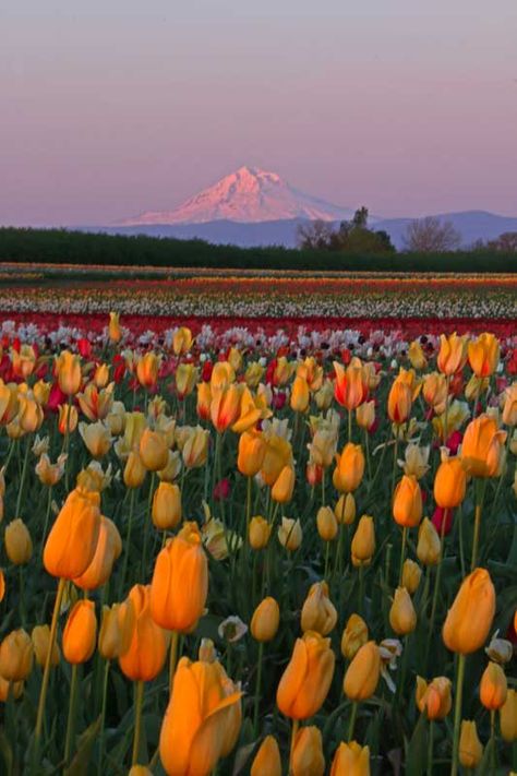 Wooden Shoe Tulip Farm, Oregon Bonito, Oregon Travel, Nature, Mountain Field, Tulip Farm, Stop And Smell The Flowers, 40 Acres, Daffodil Bulbs, Tulip Festival