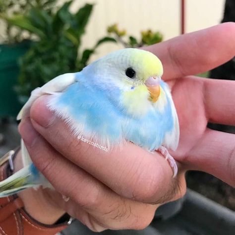 24.1k Likes, 425 Comments - KEVIN LAM (@kevinsbirds) on Instagram: “fluffy or fat? 🤪” Yellow, Plants, Blue