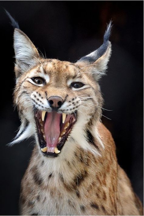 ♡♥Lynx cat with open mouth growl - click on pic to see a full screen pic in a better looking black background♥♡ Bobcat Pictures, Bob Cats, Soul Collage, Scary Cat, Wild Creatures, Winter Animals, Cat Family, Kitty Kitty, Open Mouth