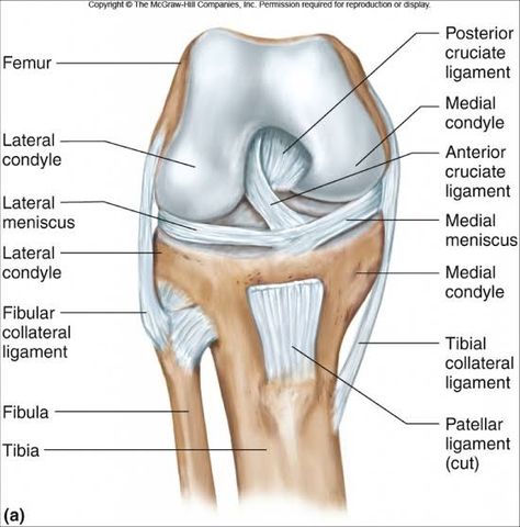 Anatomy Of The Knee, Knee Anatomy, Knee Ligament Injury, Parts Of The Knee, Joints Anatomy, Knee Ligaments, Anterior Cruciate Ligament, Anatomy Bones, Anatomy Lessons