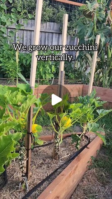 Gardendug: Plant | Bloom | Cultivate | Flourish on Instagram: "🌿 Experience the Vertical Zucchini Revolution - A Space-Saving, Disease-Defying Marvel! 🥒

Elevate your urban garden with zucchini vines climbing upwards, maximizing every inch of your oasis. No more sprawling chaos - just bountiful harvests within easy reach! Enhanced air flow combats fungal woes, while your edible sculptures add an enviable aesthetic accent. Embrace this game-changing technique for prolific homegrown abundance.💥 

Tap the link in our bio to read more. 

		Video by ashs.backyardgarden

#VerticalZucchiniGarden #SpaceSavingGenius #UrbanGardenGoals
#urbangardenoutfitters	
#urbangardenoasis	
#urbangardenph	
#urbangardenprints	
#urbangardenparty	
#urbangardenperu	
#urbangardenproject	
#urbangardenqueen	
#urbanga Vertical Zucchini, Growing Zucchini Vertically, Grow Vertically, Growing Zucchini, Vertical Gardening, Bountiful Harvest, Garden Oasis, Space Saver, Urban Farming