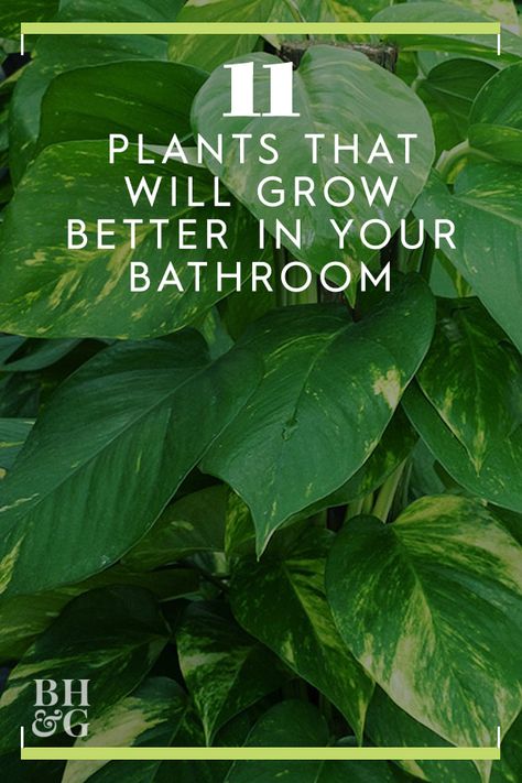 These 11 plants would thrive in your bathroom! #indoorgardening #houseplants #indoorgardening #plantsforthebathroom #tropicalplants #bhg Succulents In Bathroom, Bathroom House Plants, Toilet Plants Ideas, Best Shower Plants, Plant Bathroom Ideas, Plants In Shower Ideas, Plants In Bathroom Ideas, Bathroom Ideas With Plants, Plants In Bathrooms