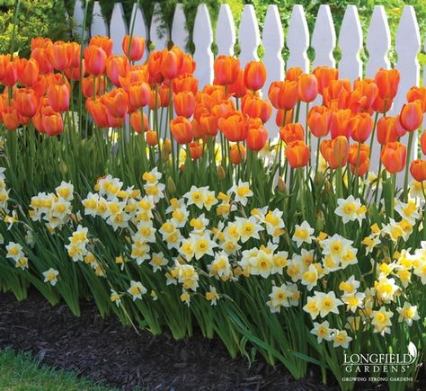 2017: Year of the Daffodil - Golden Echo, Tulip Dordogne (Longfield Gardens) Tulpen Arrangements, Longfield Gardens, Tulips Arrangement, Orange Tulips, Daffodil Bulbs, Tulips Garden, Garden Bulbs, Have Inspiration, Spring Bulbs