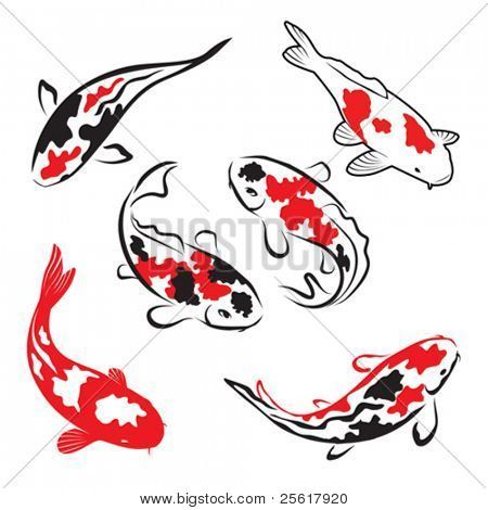 Koi Fish Colors, Koi Carp Fish, Koi Fish Drawing, Koi Fish Designs, Dengeki Daisy, Koi Art, Carpe Koi, Fish Vector, Japanese Koi