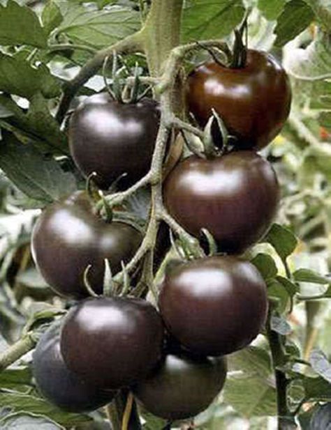 Tomatoes In Garden, Black Cherry Tomato, Cherry Seeds, Purple Tomato, Cherry Tomato Plant, Rare Seeds, Heirloom Vegetables, Tomato Vegetable, Fruit Seeds