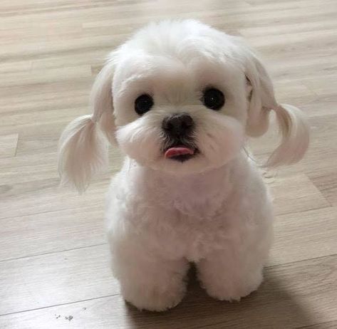 15 Photos of Dog Grooming That Are So Cute They’ll Make You Wish You Had a Dog Wood, A Small, White