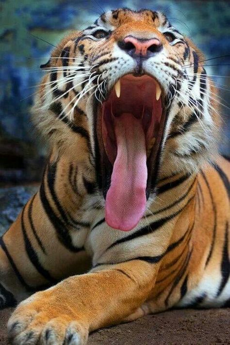 Open wide please...now this won't hurt!!  Yeah right!! Regard Animal, Tiger Love, Lions And Tigers, Tiger Tiger, Cheetahs, Here Kitty Kitty, A Tiger, Large Cats, Big Cat