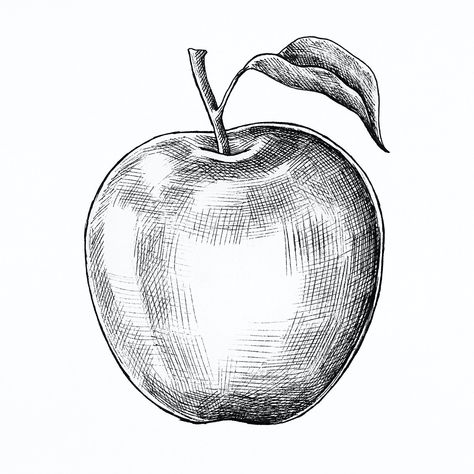 Hand drawn fresh apple fruit | premium image by rawpixel.com How To Draw An Apple, Apple Sketch, Pineapple Drawing, Apple Tattoo, Drawing Apple, Fruit Sketch, Apple Vector, Fruits Drawing, Apple Art