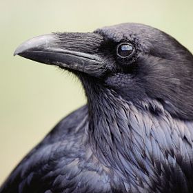 Crow Eye, Halo Art, Black Beast, Raven Bird, Crow Bird, Jackdaw, Crows Ravens, Australian Birds, Animal Silhouette