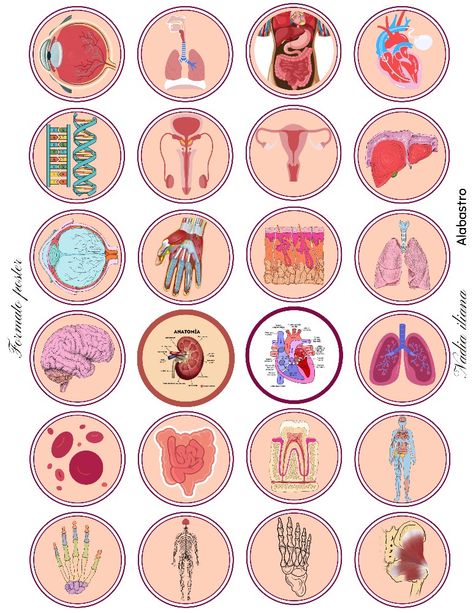 Anatomy Stickers Printable, Anatomy Stickers, Scrapbook Design, Printable Vintage Art, Human Organ, Biology Facts, Medical Surgical Nursing, Medical School Studying, Fashion Illustration Sketches Dresses