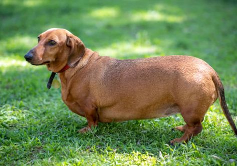 Best Hypoallergenic Dogs, Beagle Breeds, Standard Dachshund, Fat Dogs, Dog Weight, Hypoallergenic Dogs, Put On Weight, Loyal Dogs, Best Dog Food