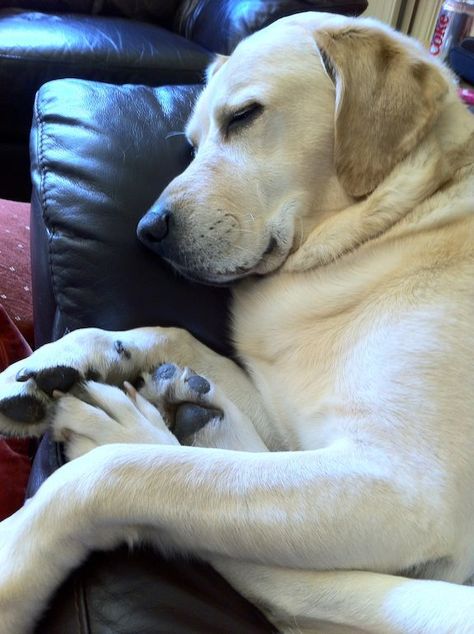 White Lab Puppy, Yellow Labs, Yellow Labrador Retriever, Lab Puppy, White Lab, Labrador Retrievers, Lab Puppies, Happy Puppy, Yellow Lab