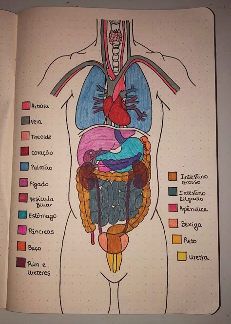 The Human Body Anatomy, Medical School Life, Nurse Study Notes, Medical Student Motivation, Med School Motivation, Biology Facts, Medical Student Study, Desain Buklet, Study Flashcards