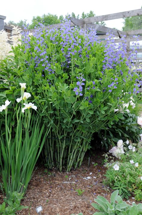 Baptisia | We have several baptisia in our perennial border;… | Flickr Baptisia Plant, Gardening Raised Beds, False Indigo, Flower Support, Baptisia Australis, North Garden, Perennial Border, Front Landscaping, Garden Whimsy