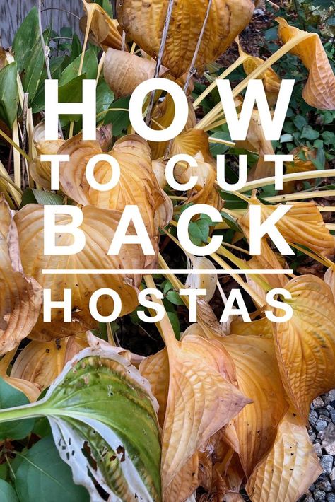 What To Do With Hostas In The Fall, Hosta Care In Fall, Dividing Hostas In The Fall, When To Prune Hostas, Winterize Hostas, Pruning Hostas In Fall, Hosts Care, Winterize Plants, Winterizing Plants