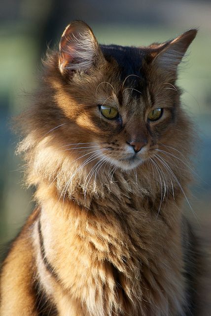 Snarf | by Solitary Lady Cat References, Pretty Cat, Cat Reference, Image Chat, Warrior Cats Art, Gorgeous Cats, Forest Cat, Cat Pose, Pretty Animals